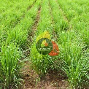Lemon Grass - Green Tea (لیمن گراس)