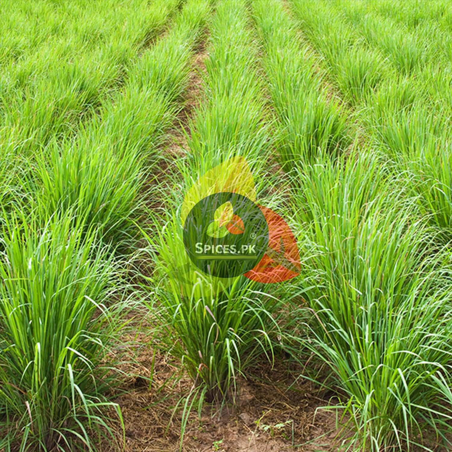 Fresh Lemon Grass plants growing naturally. Spices.pk sources the finest organic لیمن گراس directly from farms for your daily premium green tea.