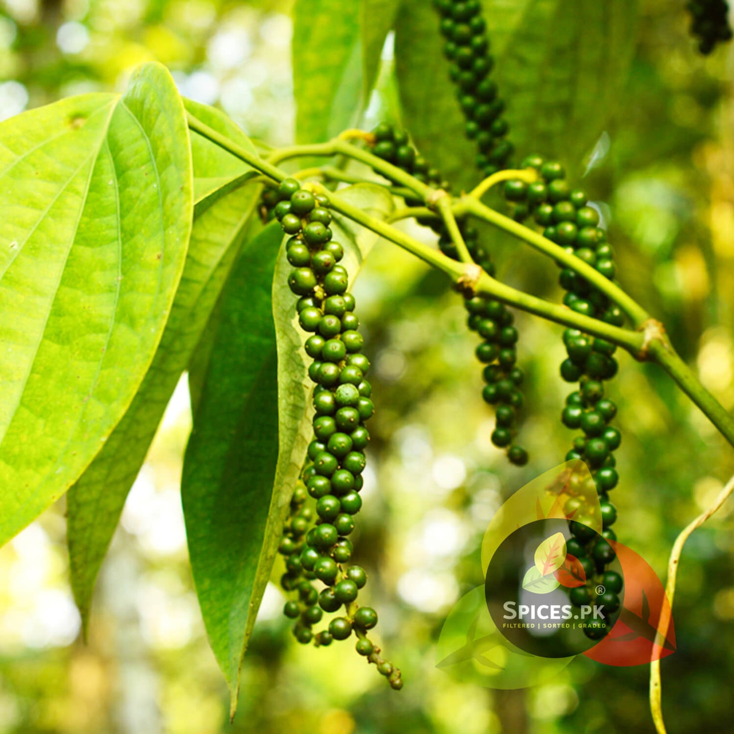 Natural pepper plant vine with green berries, illustrating the farm-fresh origin of Spices.pk White Pepper.