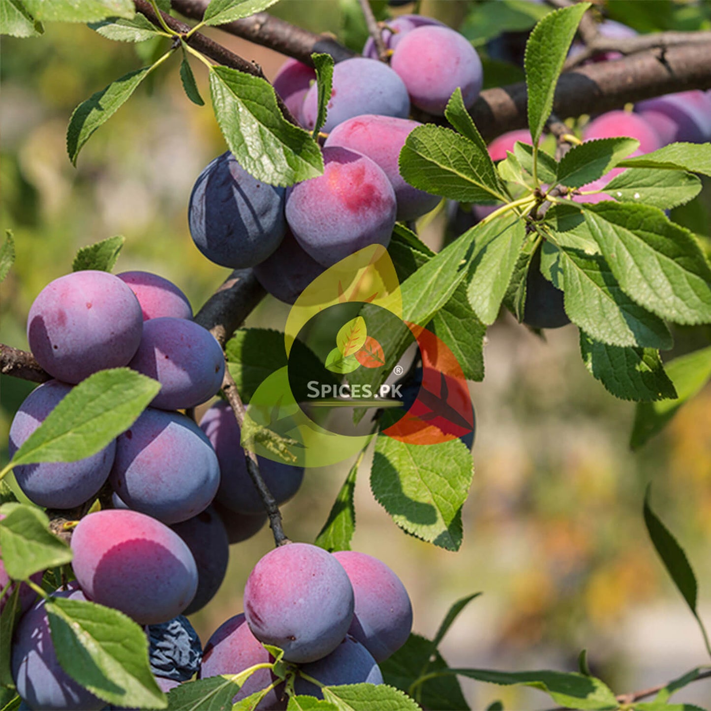 Fresh purple plums ripening on a tree branch before being processed into organic khushk aloo bukhara.Plum fruits on a branch with 'Spices.pk' logo overlay