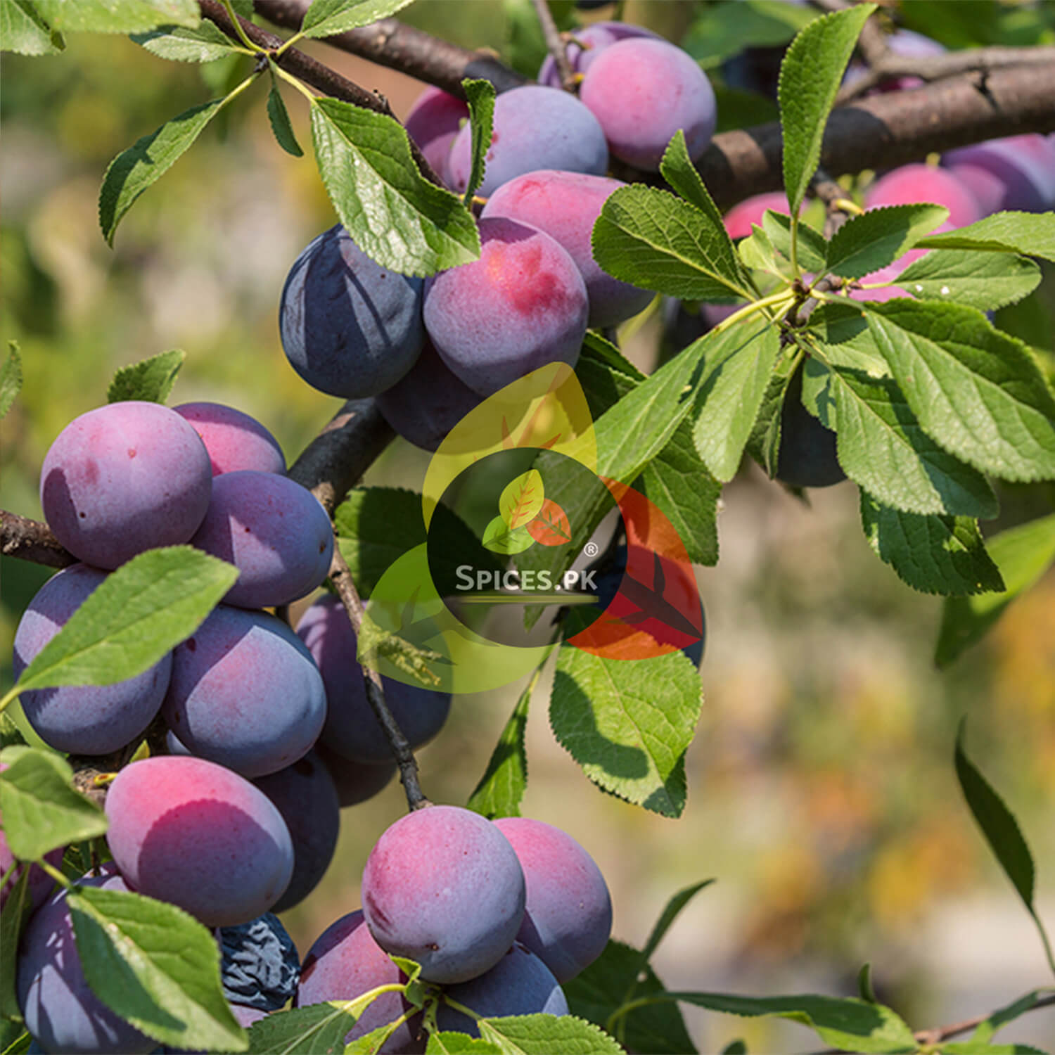 Fresh purple plums ripening on a tree branch before being processed into organic khushk aloo bukhara.Plum fruits on a branch with 'Spices.pk' logo overlay