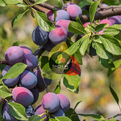 Fresh purple plums ripening on a tree branch before being processed into organic khushk aloo bukhara.Plum fruits on a branch with 'Spices.pk' logo overlay