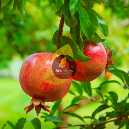 Two pomegranates hanging from a tree with a blurred green background.Fresh organic pomegranate fruit beside Spices.pk Premium Anardana, highlighting the authentic, natural source of our dried spice collection.