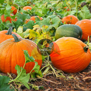 Pumpkin Seeds (کدو کے بیج)