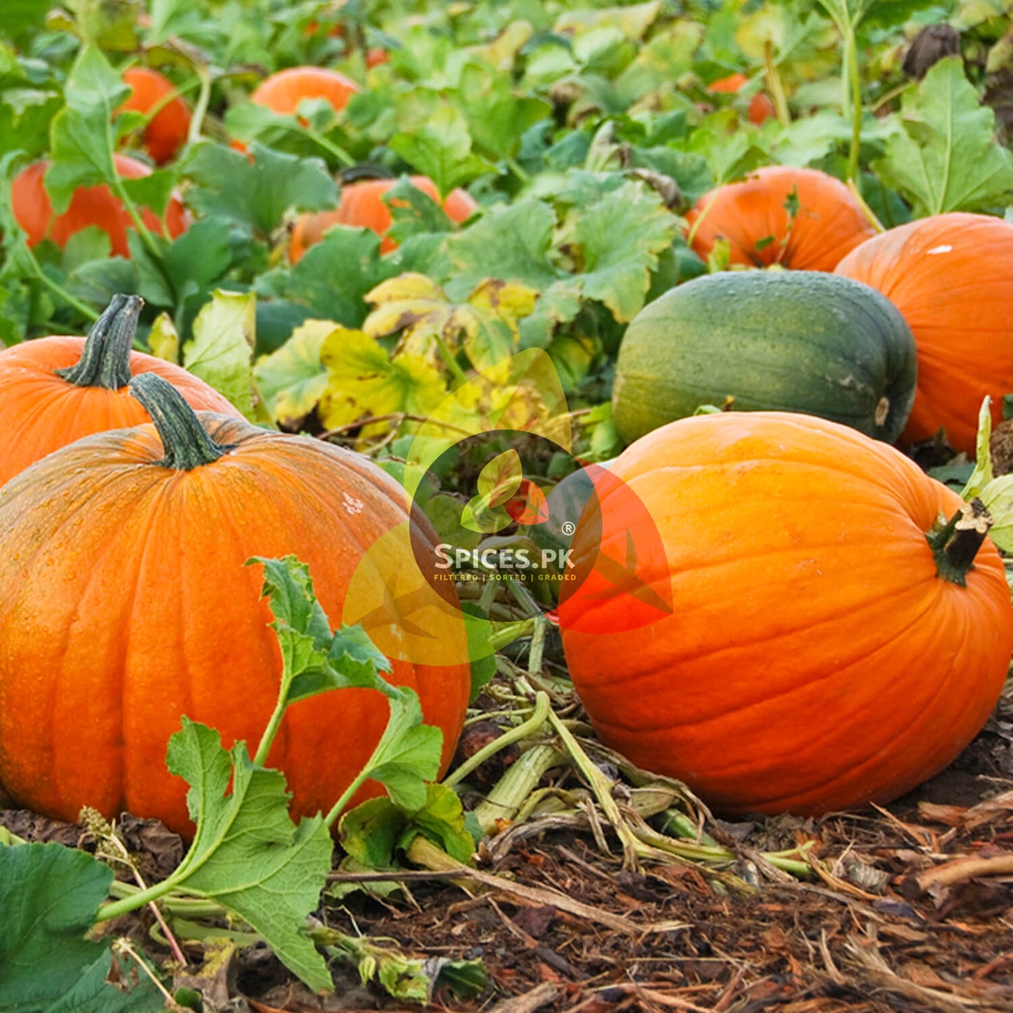 Fresh orange pumpkins growing in a field, cleanly sourced for organic unroasted pumpkin seeds by Spices.pk in Pakistan.