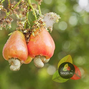 Cashew Nuts (کاجو)