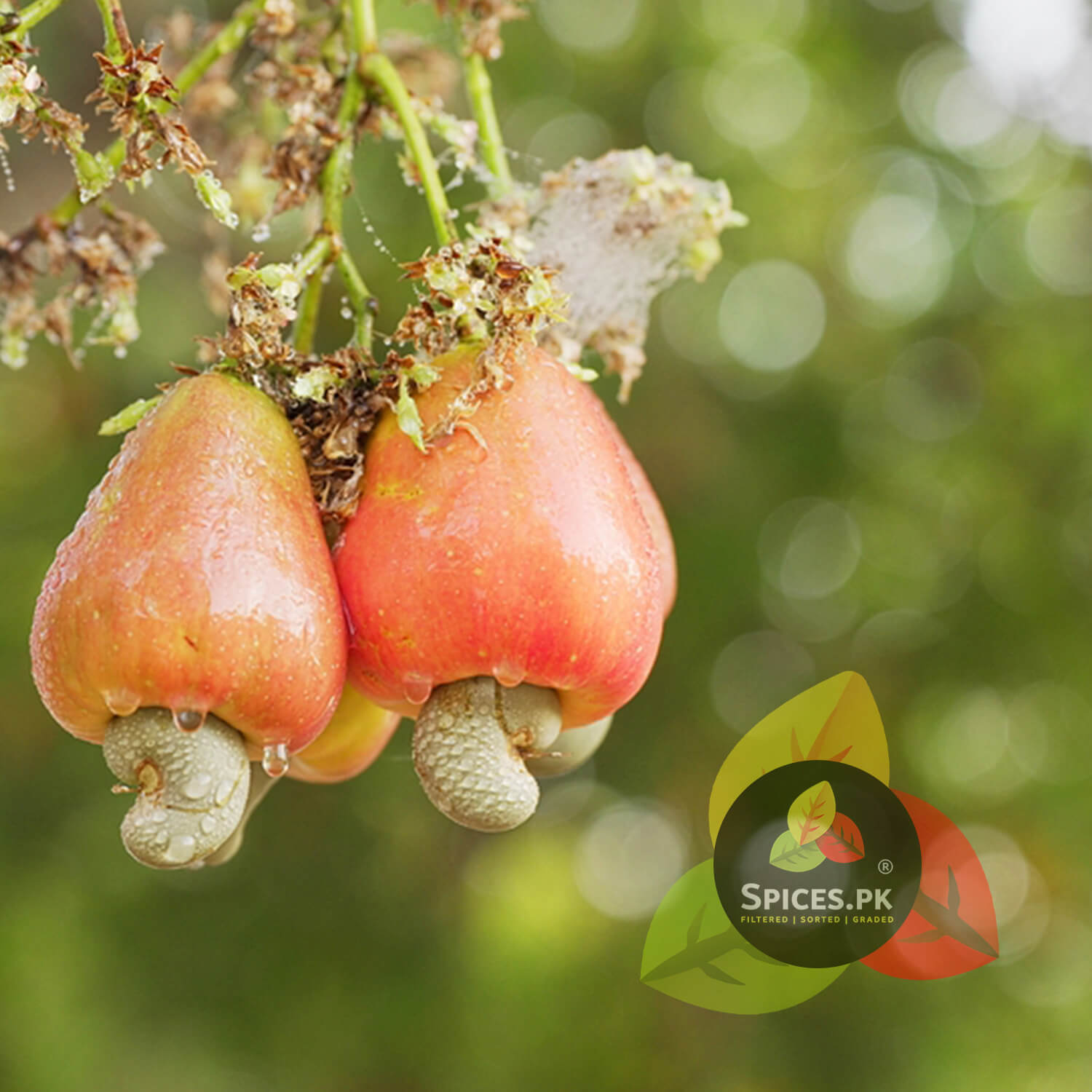 Fresh organic cashew apples and raw hanging cashew nuts ripening on a tree branch, showcasing the natural product origin.Two cashew fruits hanging from a branch with a blurred green background and 'Spices.PK' logo.