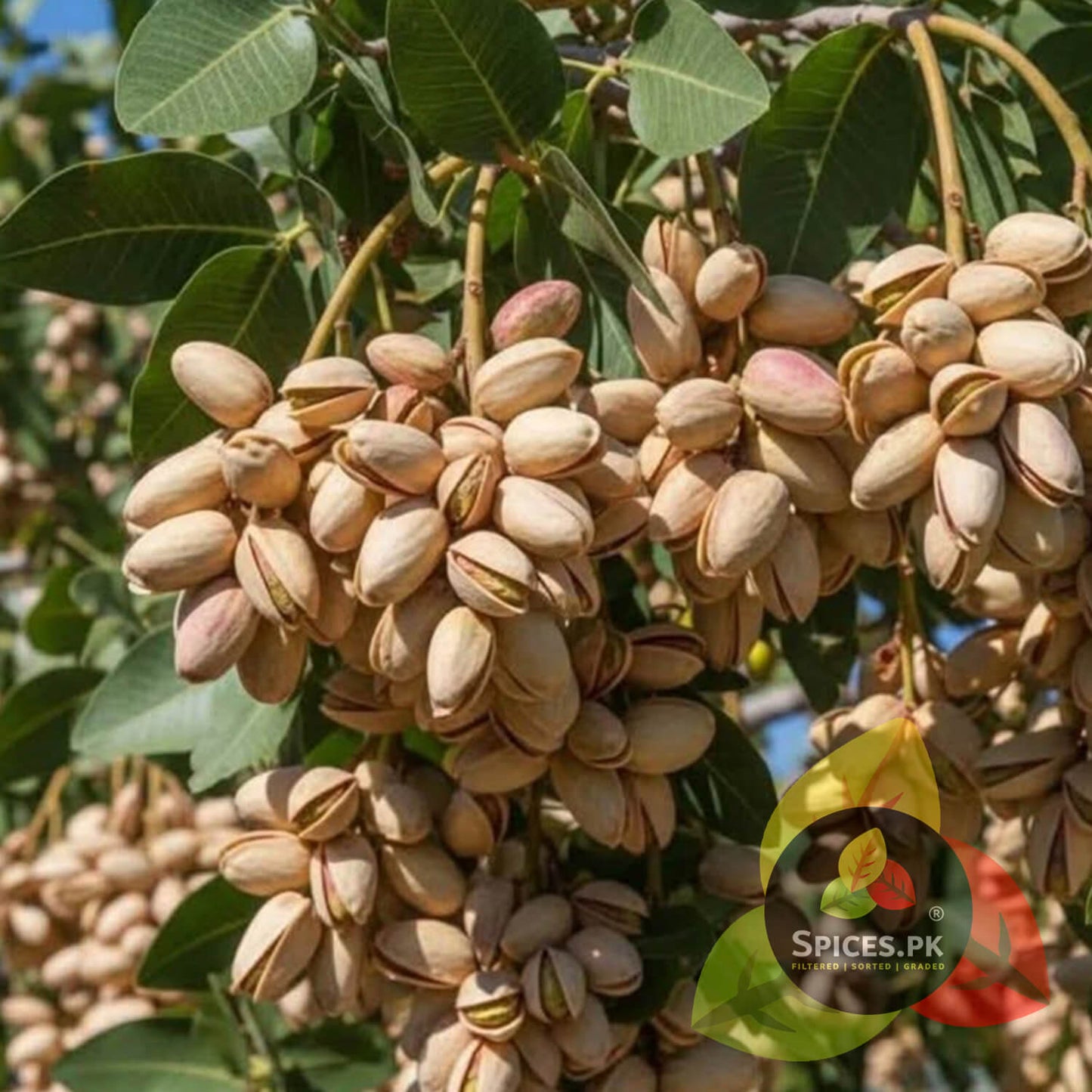Clusters of fresh, raw pistachios growing naturally on a tree branch, showcasing the authentic agricultural origin of Spices.pk dry fruits.Pistachios on a tree branch with green leaves, branded 'Spices.PK'.