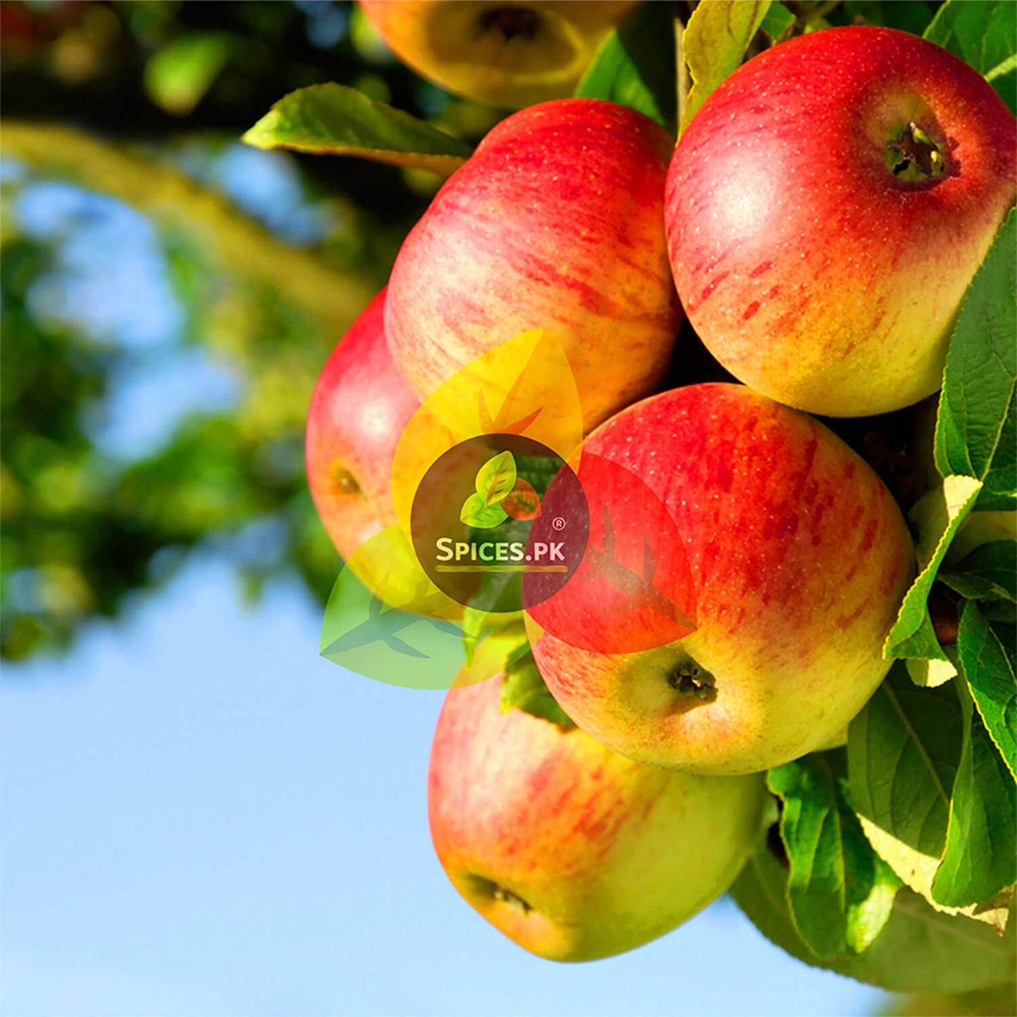 Red and green apples on a tree branch with 'Spices.Pk' logo.Fresh organic red apples hanging on a tree branch, used as premium raw ingredients for making authentic Apple Murabba by Spices.pk.