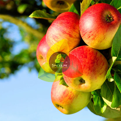 Red and green apples on a tree branch with 'Spices.Pk' logo.Fresh organic red apples hanging on a tree branch, used as premium raw ingredients for making authentic Apple Murabba by Spices.pk.