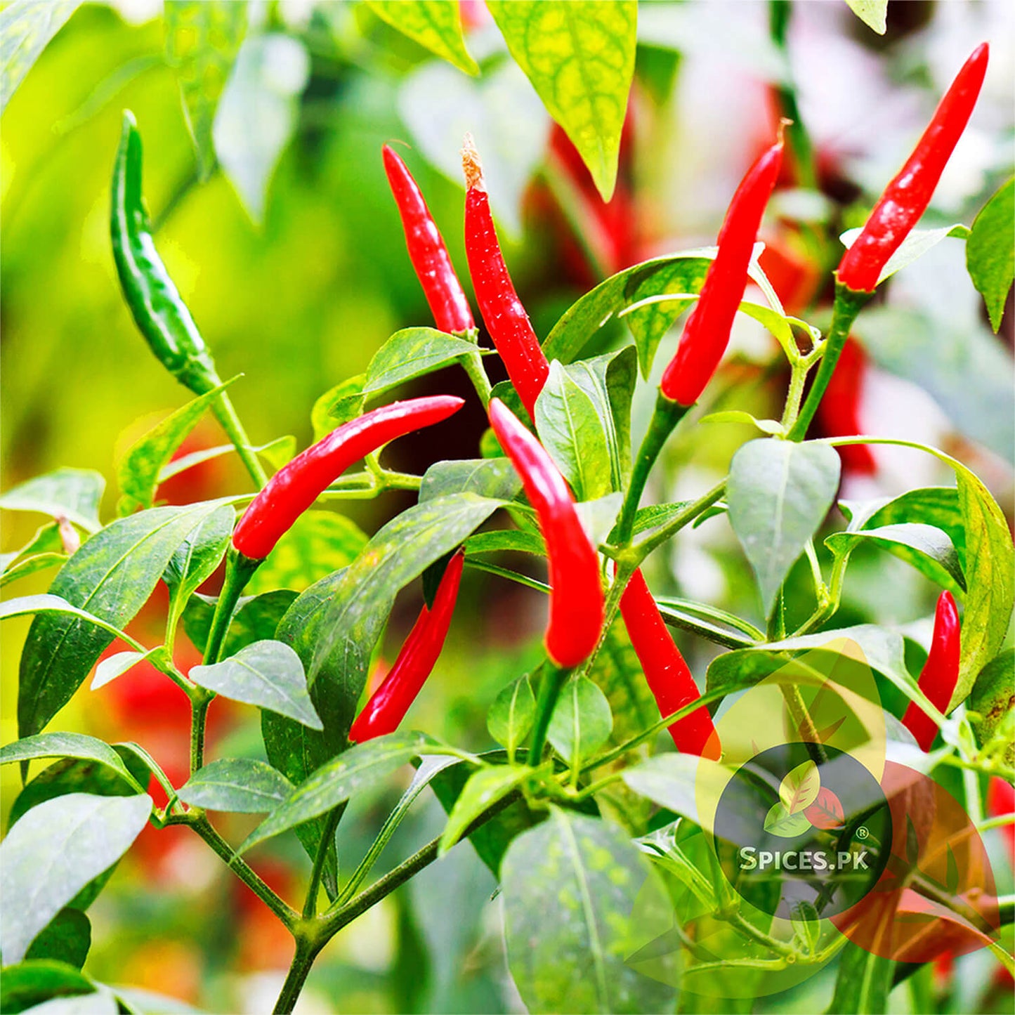 Fresh, bright red chillies ripening on a green plant – Illustrating the natural farm-to-table origin of Spices.pk Red Chilli powder.