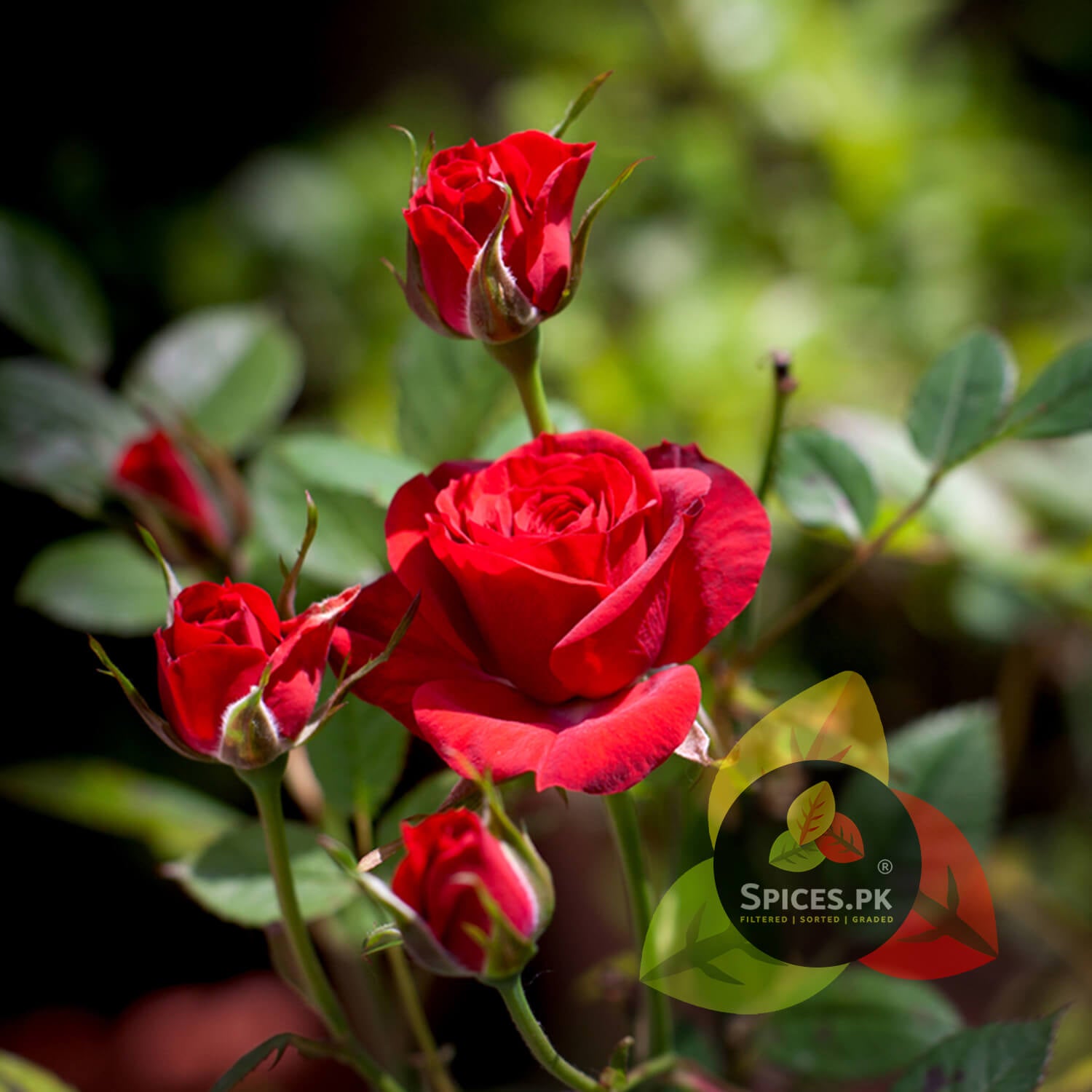 Blooming organic red roses on a branch used to source premium quality, chemical-free rose petal powder for skin.