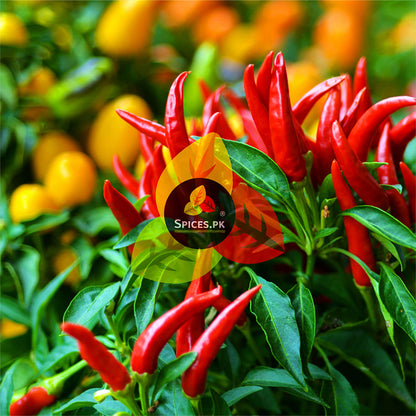 Fresh, ripe red chilli peppers growing on a green plant, representing the farm-fresh sourcing of Spices.pk products.