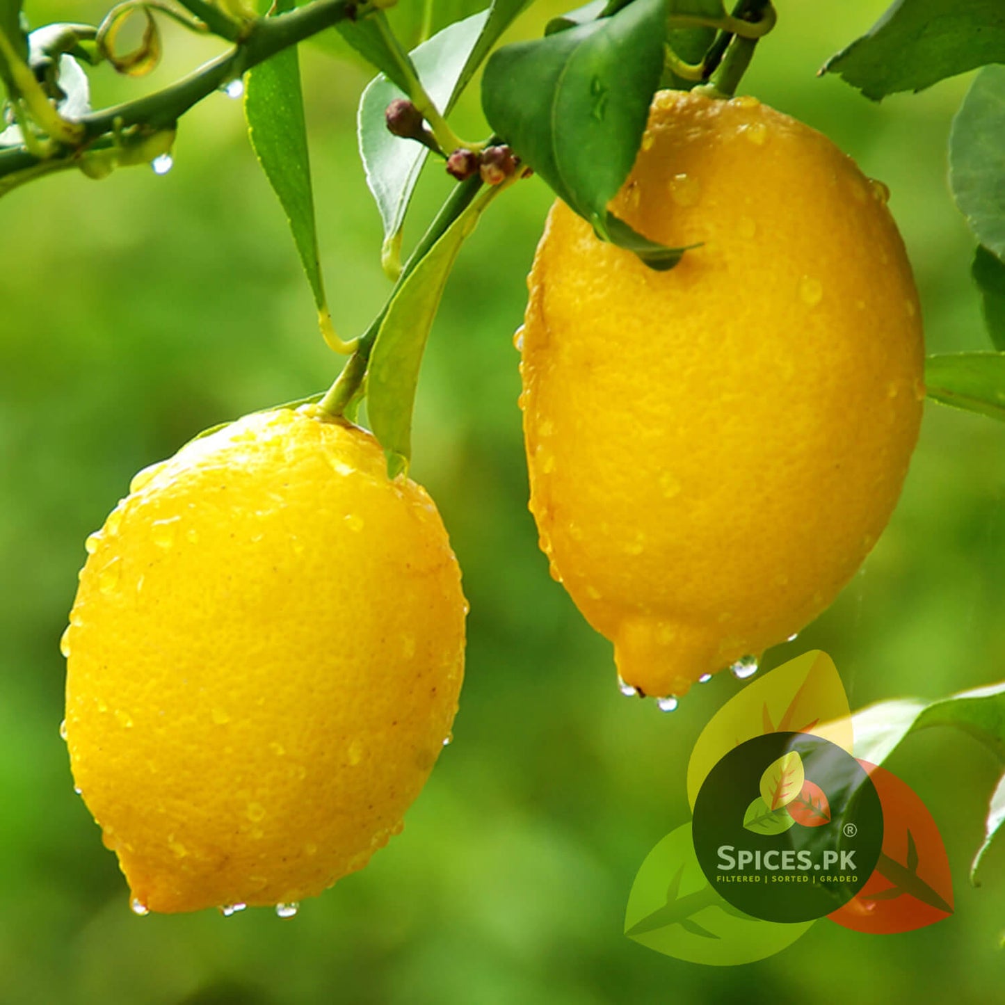 Two organic fresh yellow lemons covered in water droplets hanging on a tree branch, illustrating the source of natural tatri lime.Two lemons hanging on a tree branch with water droplets, branded 'Spices.PK'.