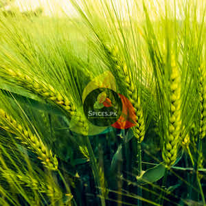 Barley Porridge - Jau Ka Daliya (جو کا دلیہ)