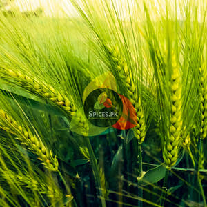 Barley Porridge - Jau Ka Daliya (جو کا دلیہ)