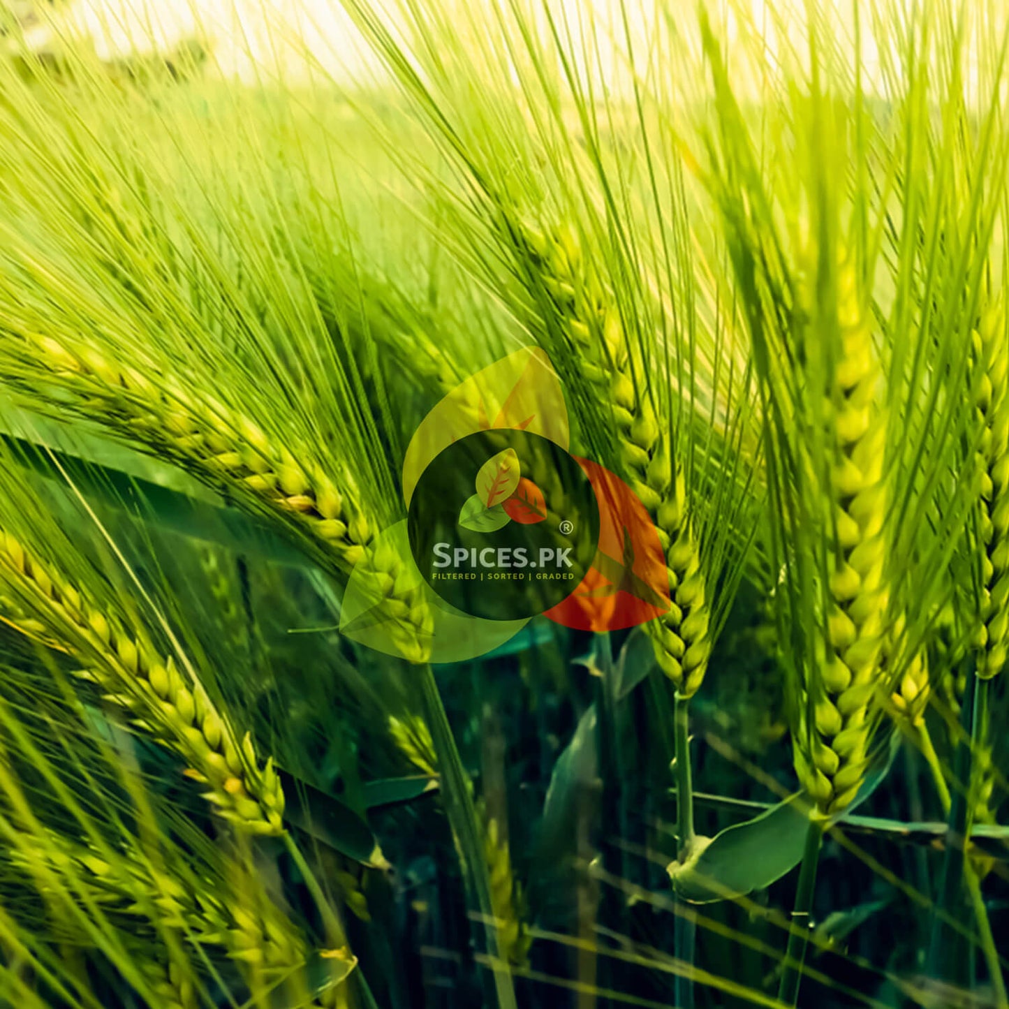 Lush green crop field of growing barley ears representing the fresh agricultural sourcing of Spices.pk daliya.