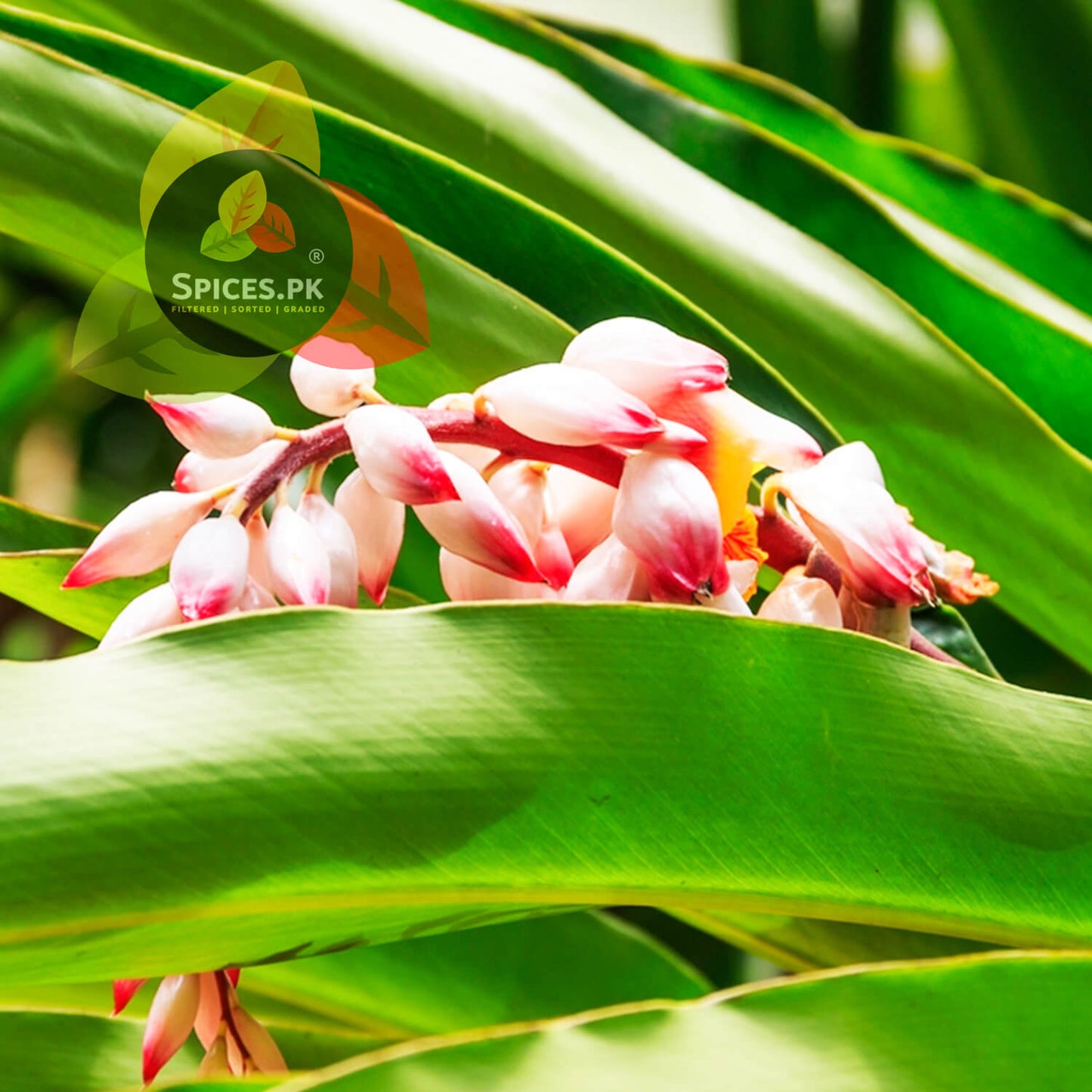 Close-up of a blooming Green Cardamom (Sabz Elaichi) flower, showcasing the natural origin of Spices.pk products.