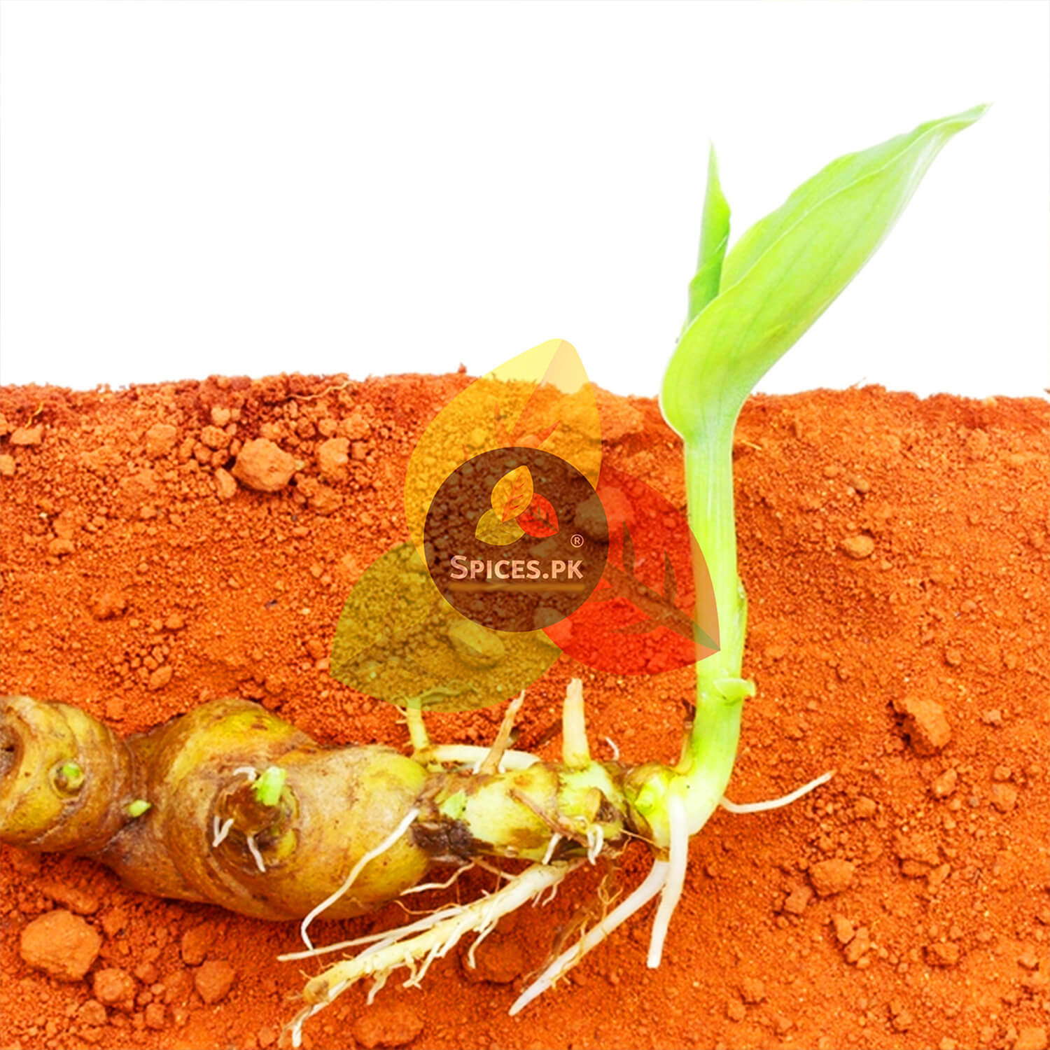 A healthy Turmeric rhizome sprouting in organic red soil – Demonstrating the natural origins of Spices.pk products.
