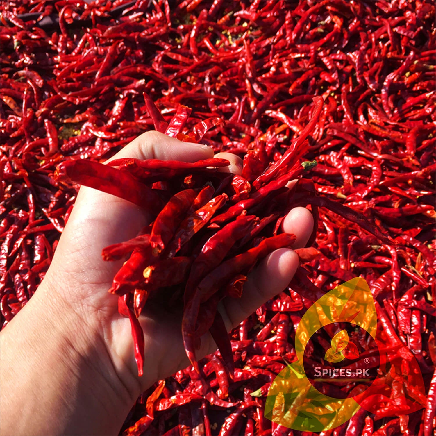A hand holding a bunch of high-quality sun-dried red chillies over a field of drying peppers – Spices.pk sourcing.