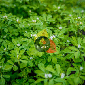 Fenugreek seeds - Methi Dana (میتھی دانہ)