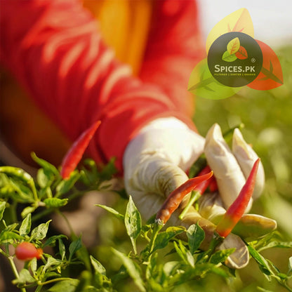 Close-up of a worker in white gloves carefully harvesting ripe red chillies from the plant for Spices.pk.