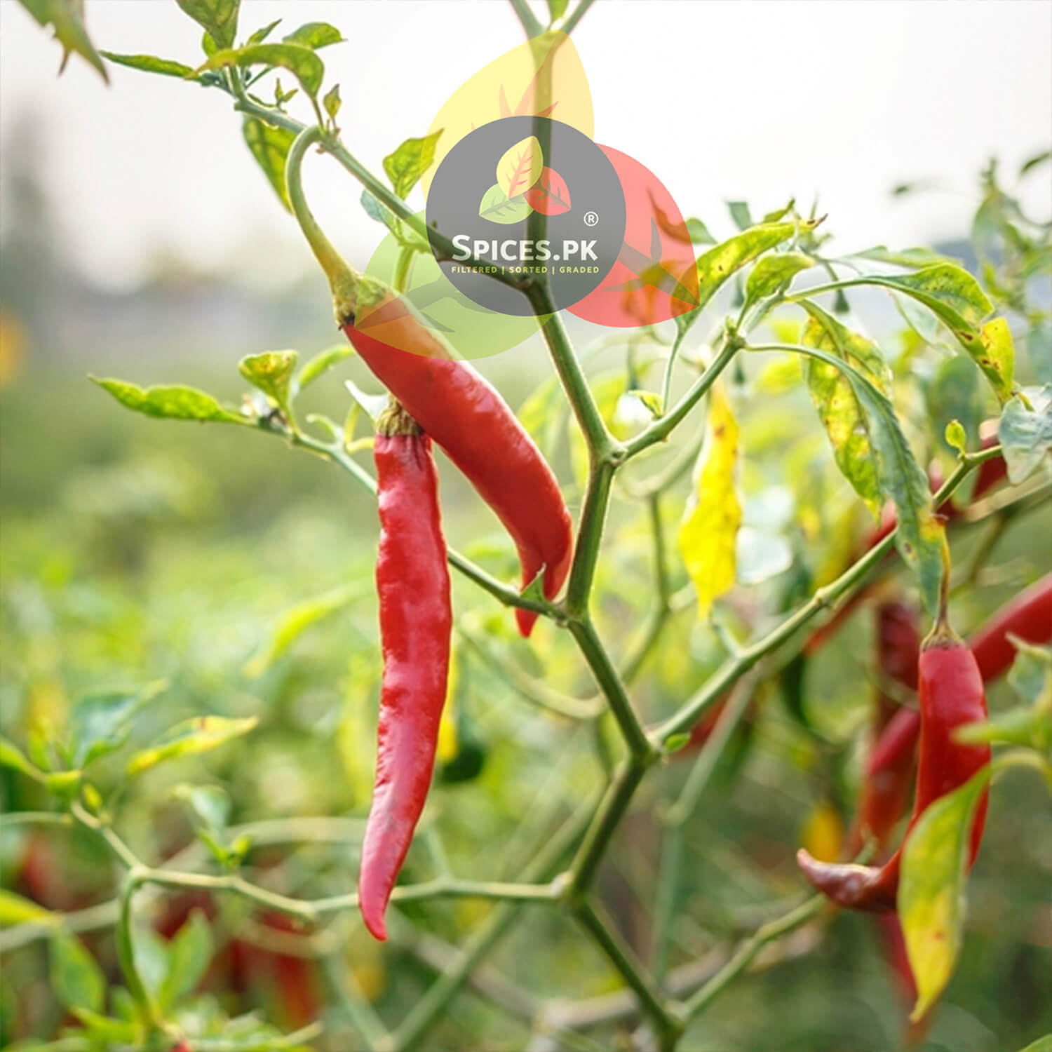 Close-up of a worker in white gloves carefully harvesting ripe red chillies from the plant for Spices.pk.