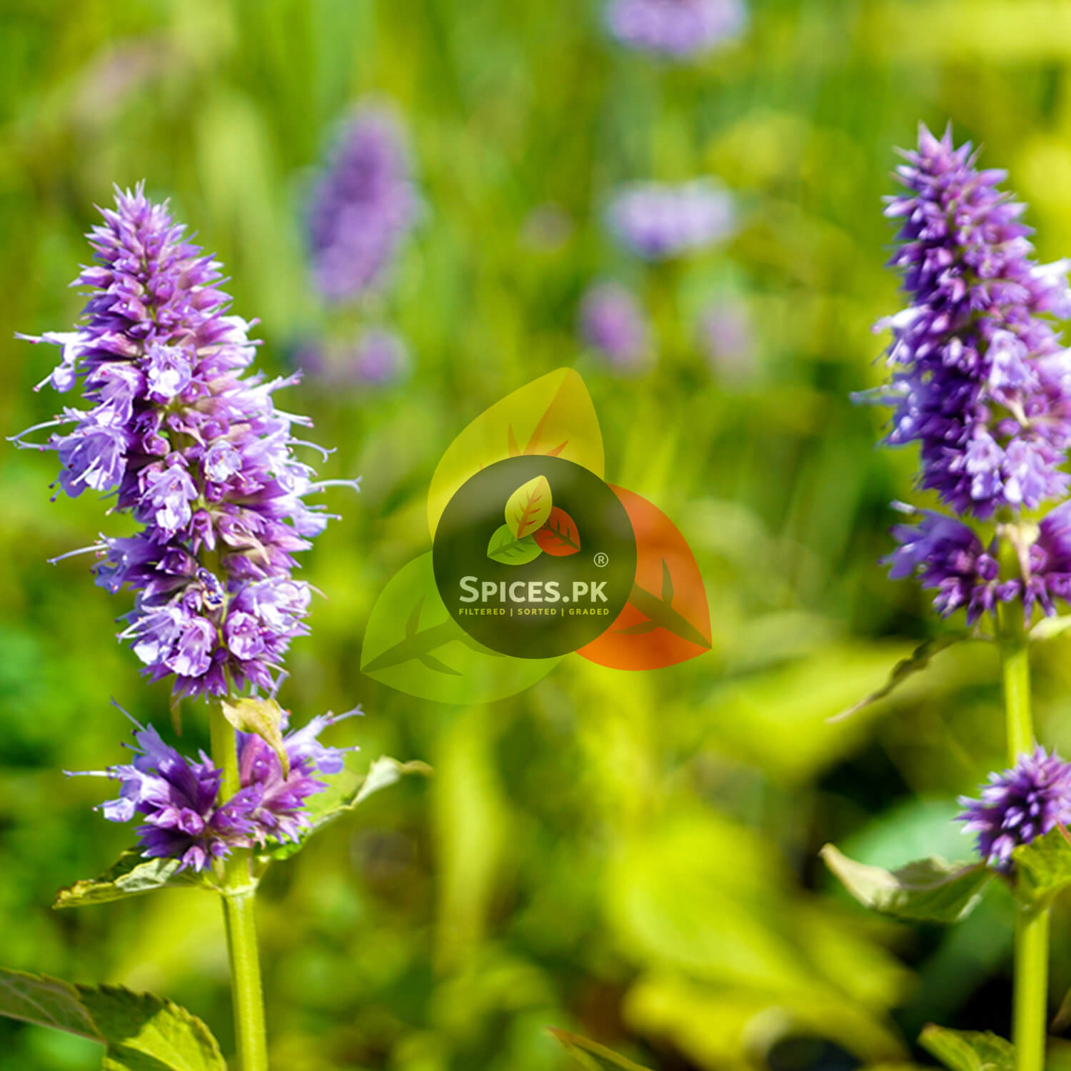 Blooming purple flowers of the organic licorice glycyrrhiza glabra plant, harvested to make original mulethi powder.