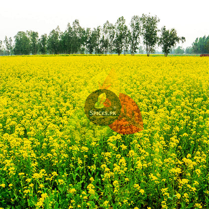 Vibrant yellow mustard flowers and green leaves, representing the organic source of Spices.pk mustard seeds.