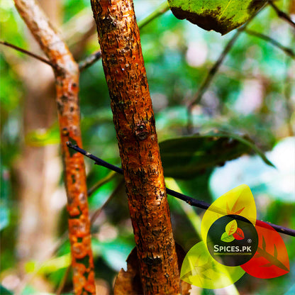 Close-up of organic cinnamon tree bark in nature, the authentic source of Spices.pk premium cinnamon powder.