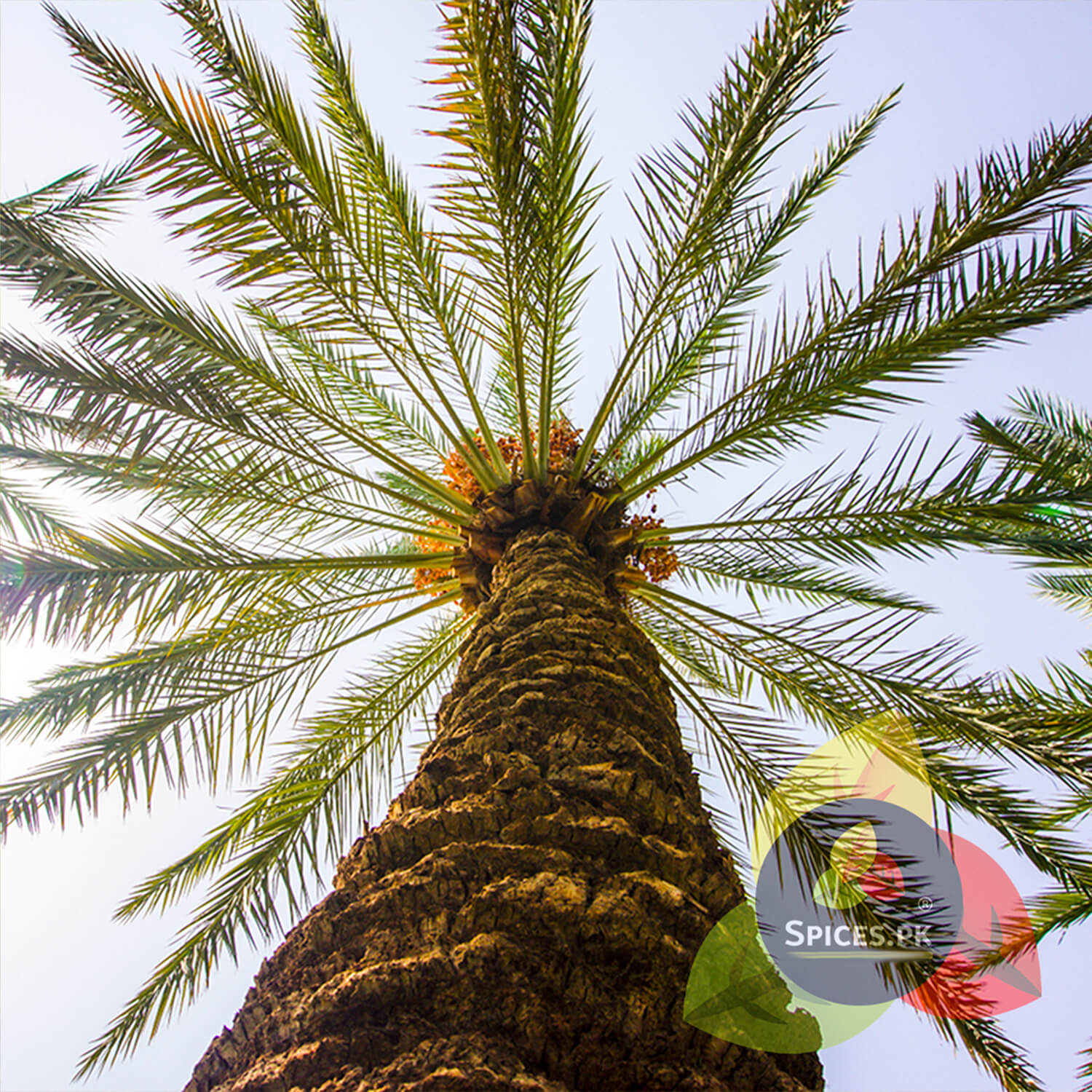 Low angle perspective of a natural date palm tree trunk and green fronds under a clear blue sky.Palm tree with a clear sky background