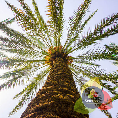 Low angle perspective of a natural date palm tree trunk and green fronds under a clear blue sky.Palm tree with a clear sky background