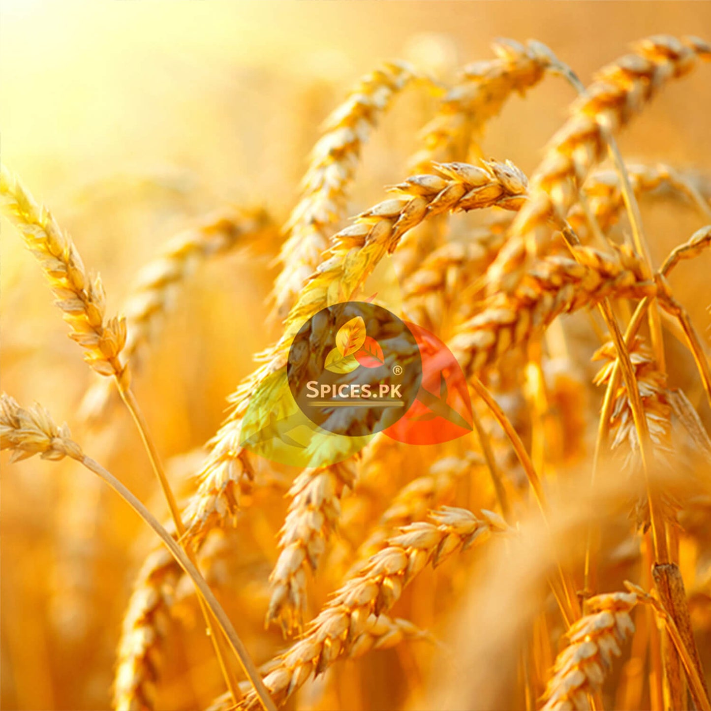 Golden wheat stalks in a field representing the natural, farm-fresh source of Spices.pk premium wheat porridge and pure daliya.Close-up of golden wheat with 'Spices.PK' logo overlay