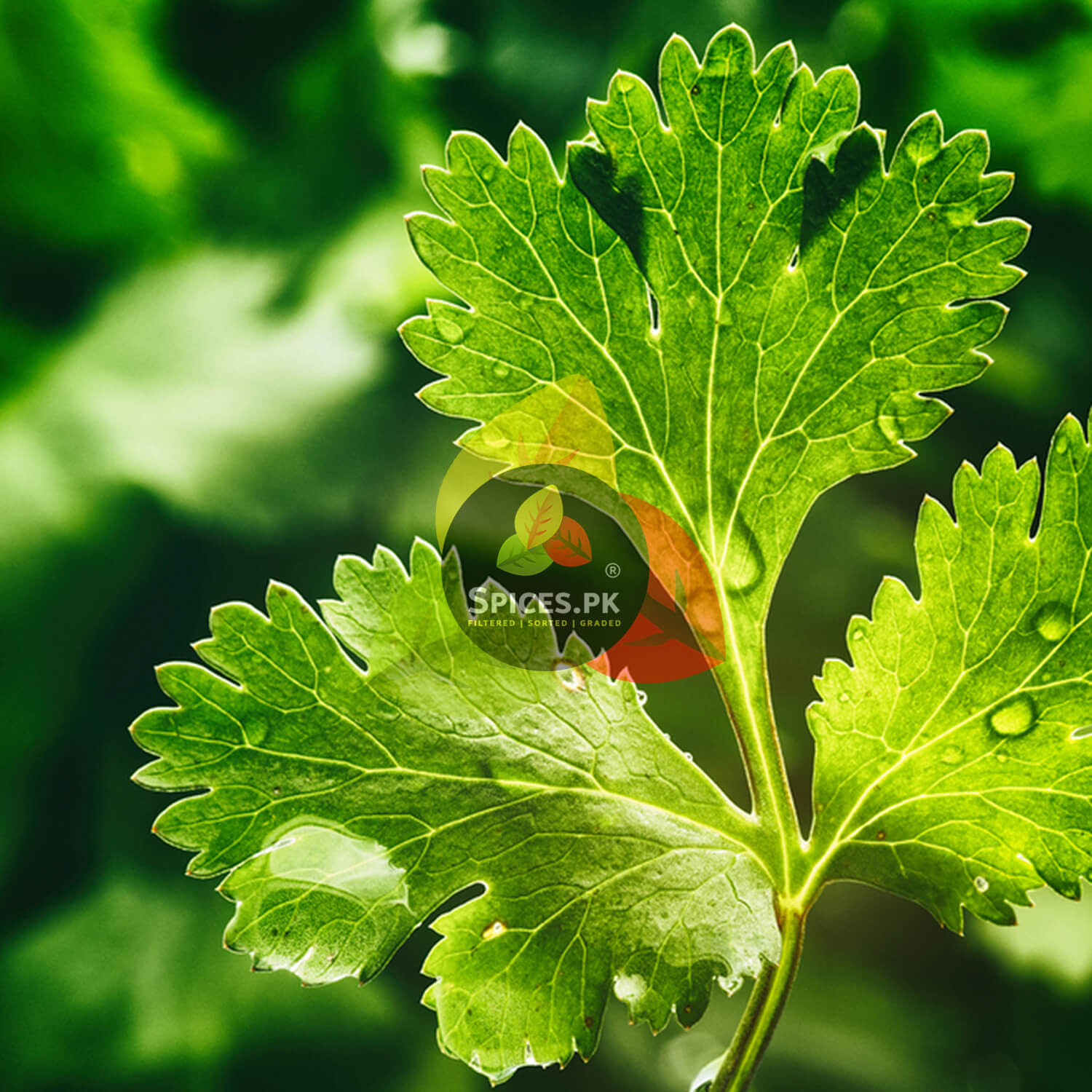 Close-up of green leaves with 'SPICES.PK' logo in the center.Ground Coriander Powder on a wooden scoop with whole coriander seeds and fresh green cilantro leaves—natural, organic spices online in Pakistan.