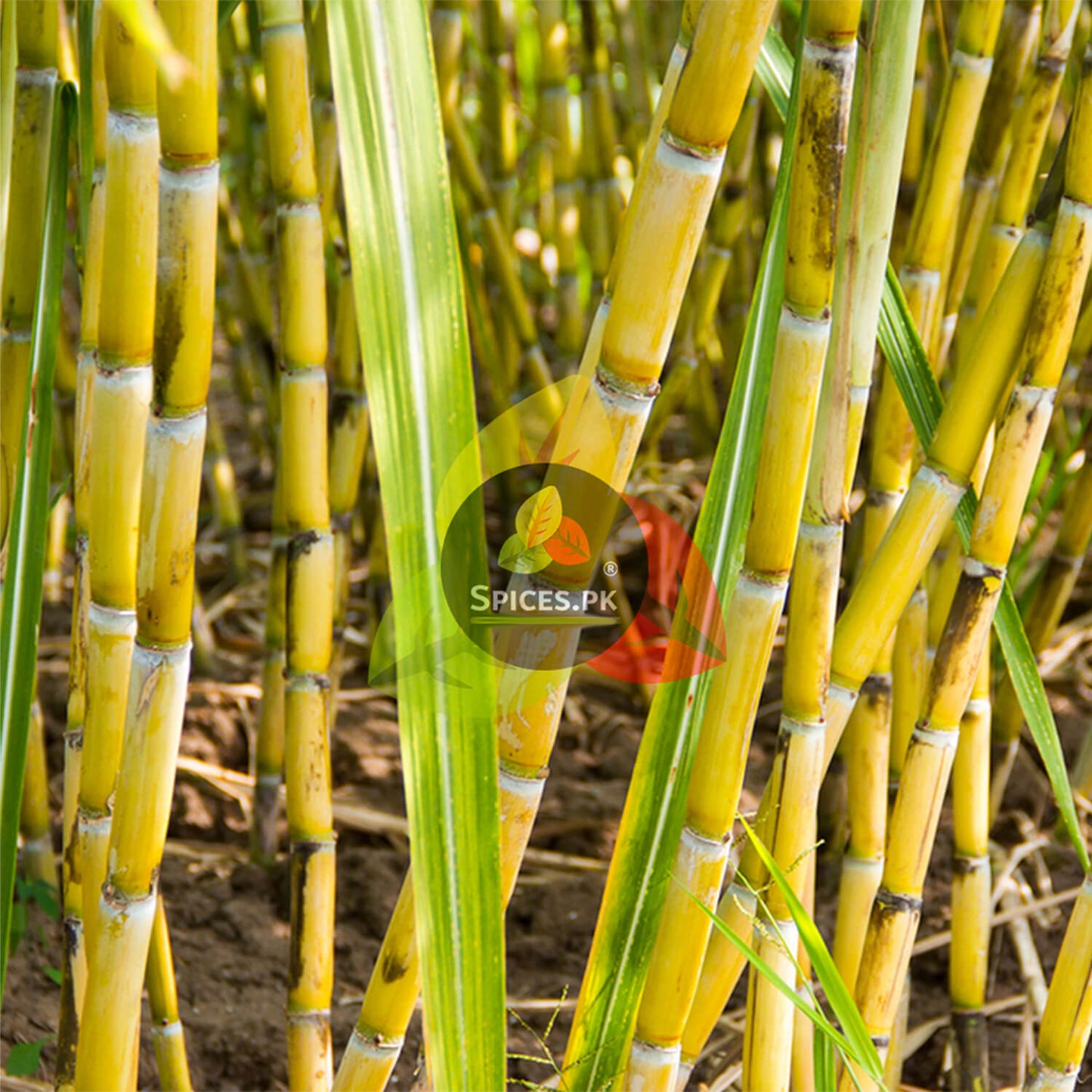 Fresh sugarcane crops growing in a field, the natural raw source for Spices.pk organic Desi Shakkar.Close-up of sugarcane plants with 'Spices.Pk' logo in the center.