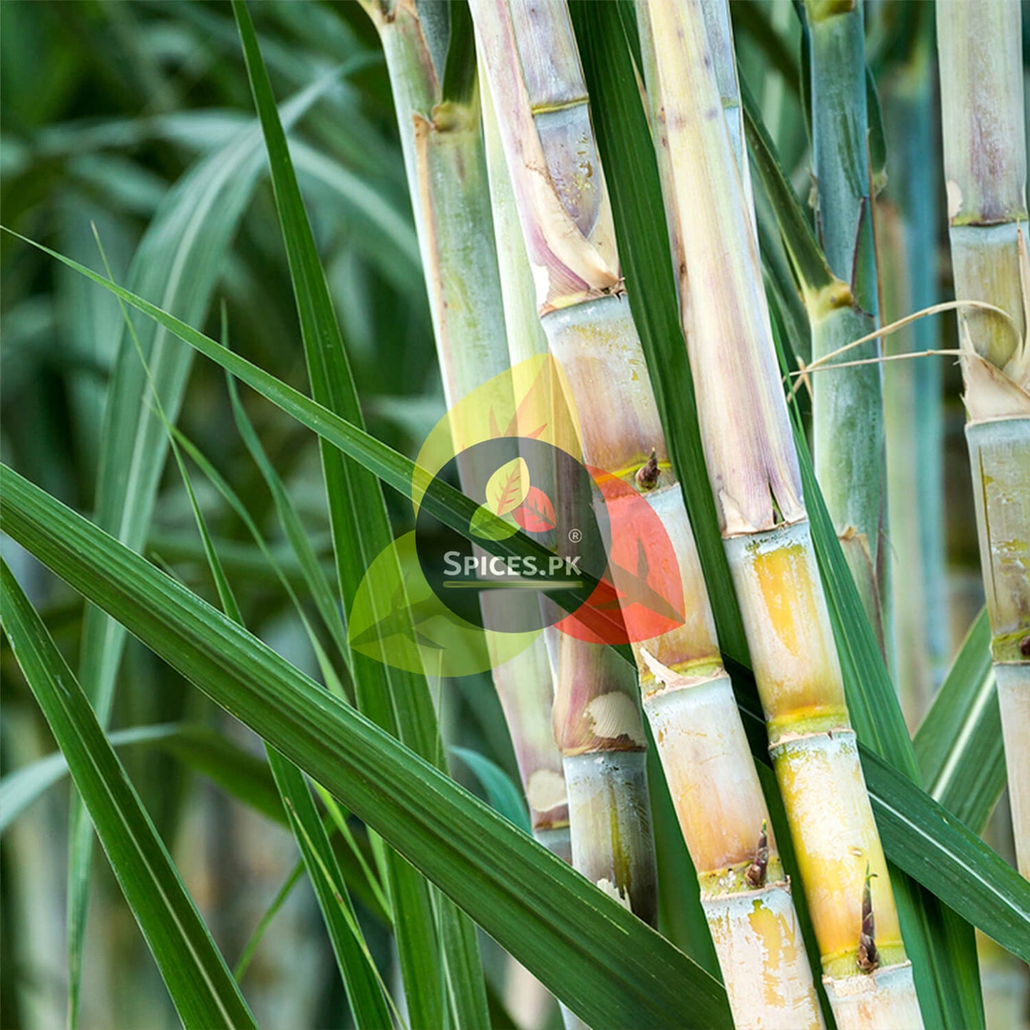 Fresh green sugarcane stalks, representing the raw, natural source of organic Spices.pk brown sugar.Close-up of sugarcane with 'Spices.PK' logo overlay
