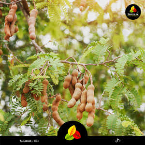 Tamarind - Imli (املی)
