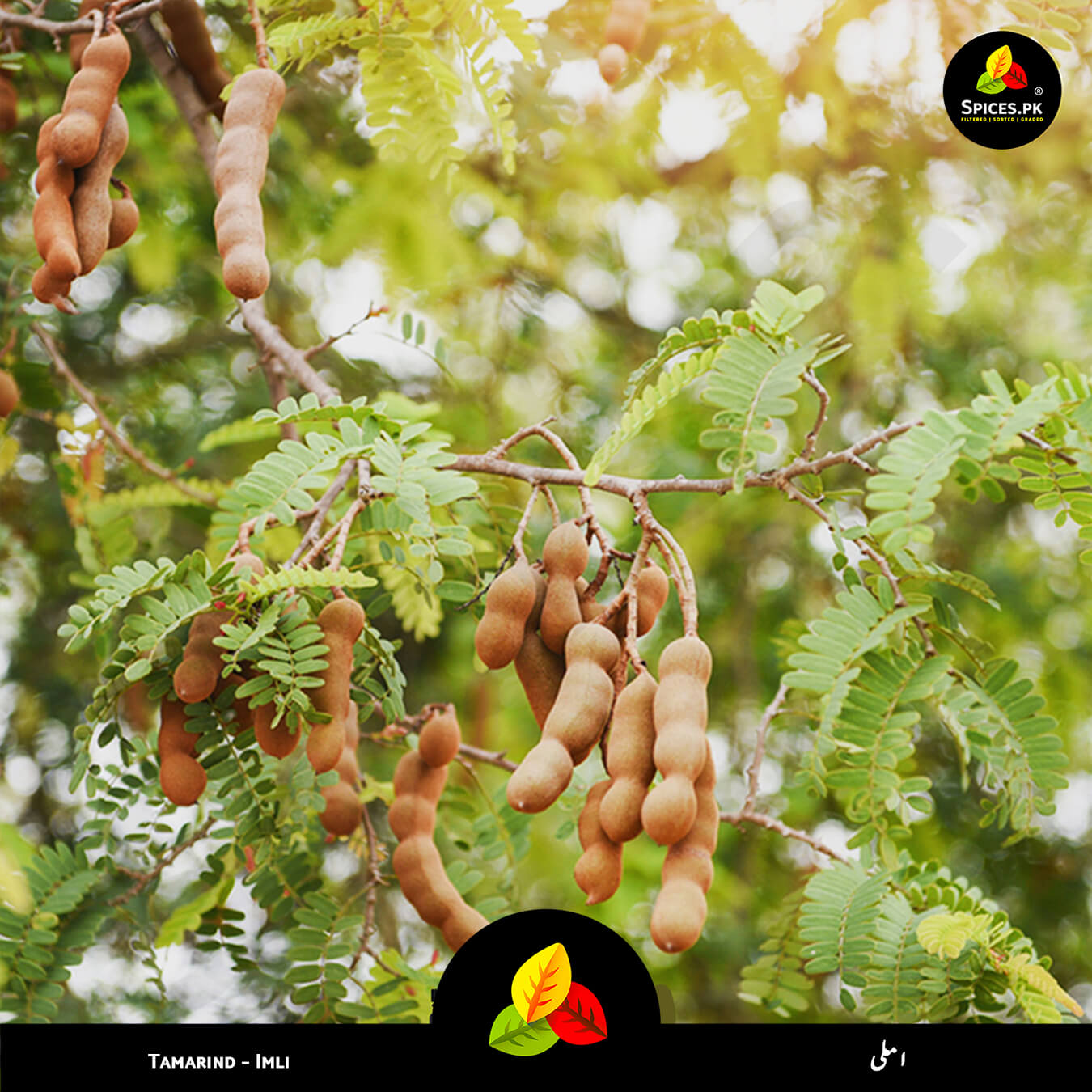 Tamarind fruits hanging from a tree with green leaves, branded 'Spices.pk'.Fresh organic Tamarind (Imli) fruit, the natural source of Spices.pk premium quality tamarind products; authentic and pure ingredients.