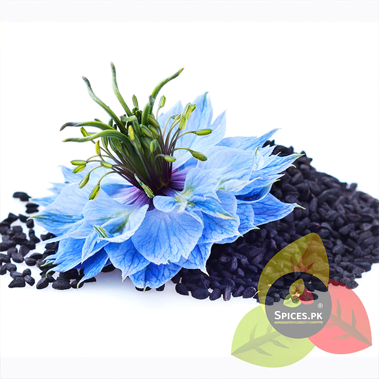 Beautiful blue Nigella Sativa (Kalonji) flower, showing the natural plant origin of Spices.pk black seeds.