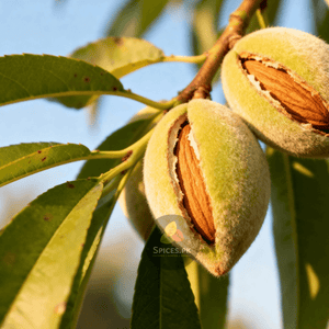 Almond Oil (بادام روغن)