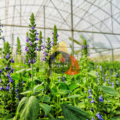 Fresh blooming chia plants. Spices.pk sources naturally grown, premium organic chia seeds for the Pakistani market.
