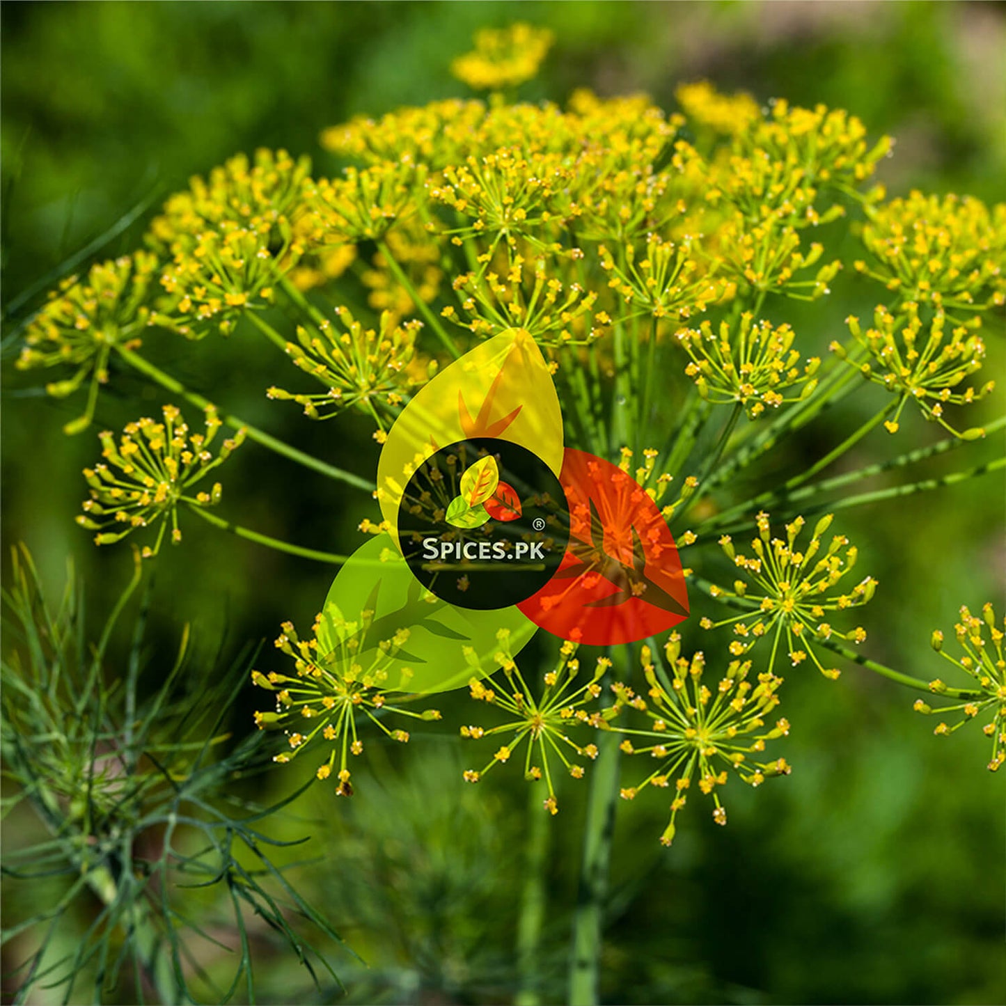Close-up of a blooming fennel plant with yellow flowers, the organic source of Spices.pk's high-quality fennel seeds (saunf).
