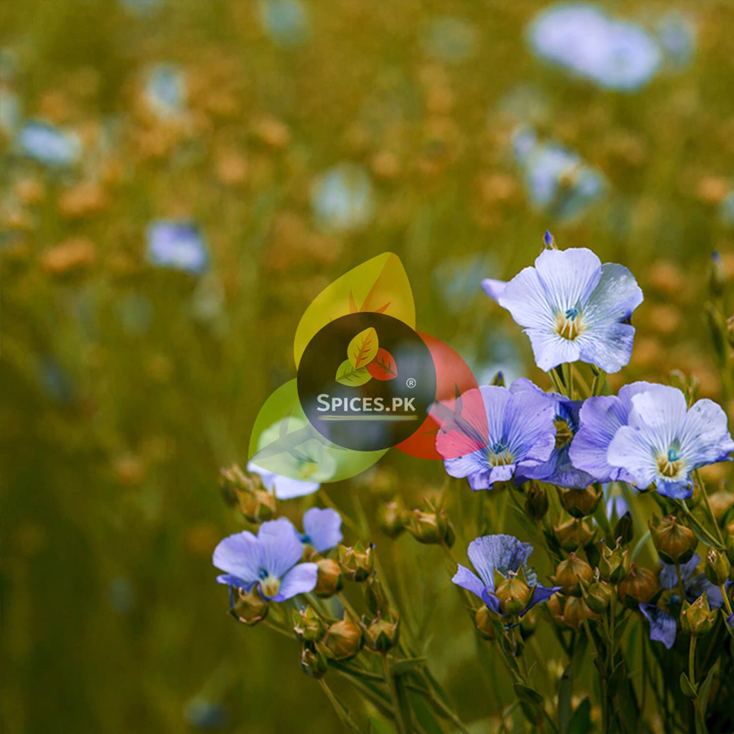 Beautiful blue blooming flax seed (alsi) plant field. Spices.pk sources premium organic alsi for optimal health benefits in Pakistan.
