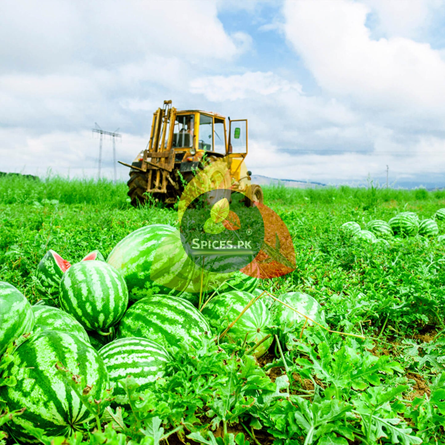 Fresh organic watermelons harvested in a green field, the natural source of premium quality Char Magaz seeds by Spices.pk.Watermelons in a field with a tractor and 'Spices.PK' logo overlay.