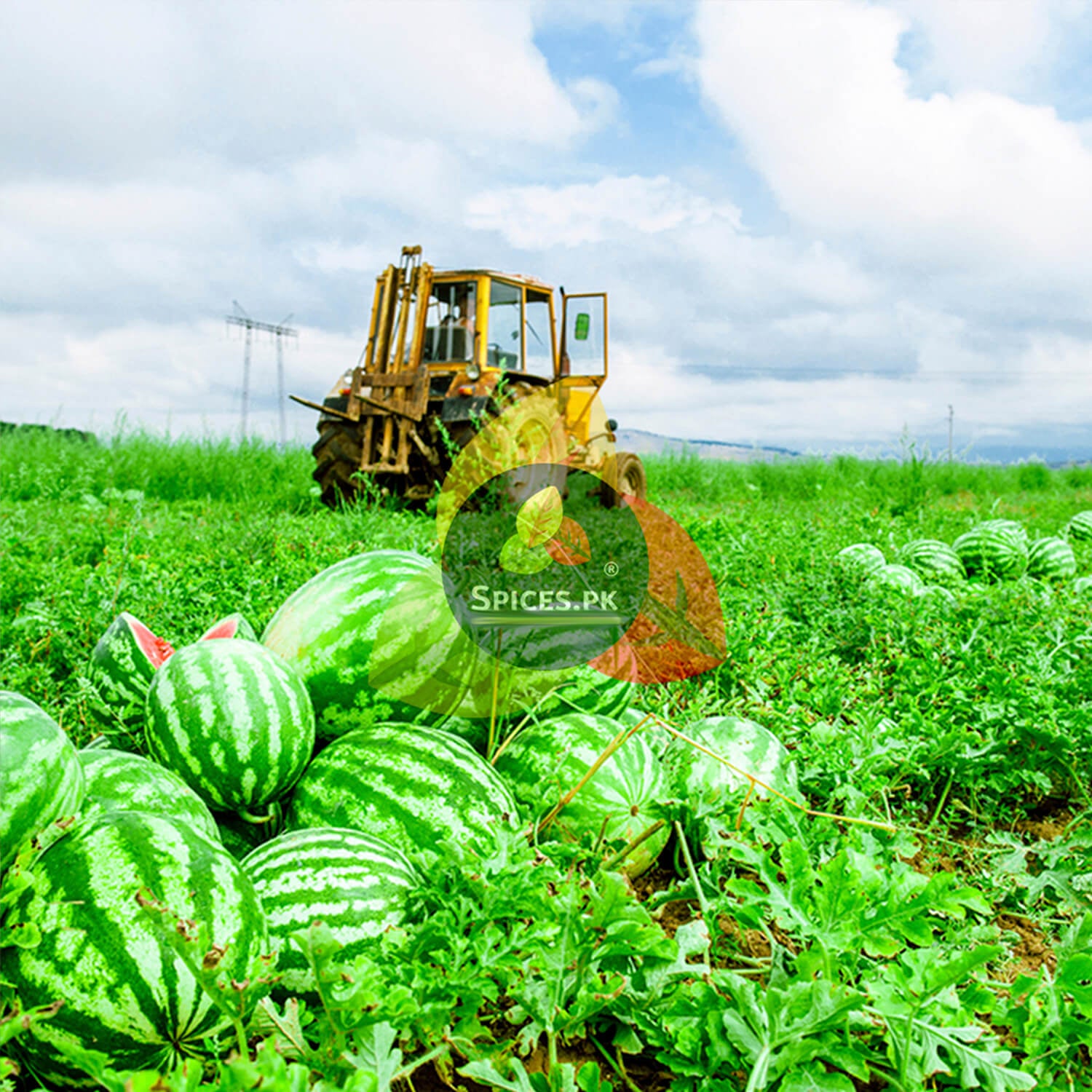 Fresh organic watermelons harvested in a green field, the natural source of premium quality Char Magaz seeds by Spices.pk.Watermelons in a field with a tractor and 'Spices.PK' logo overlay.