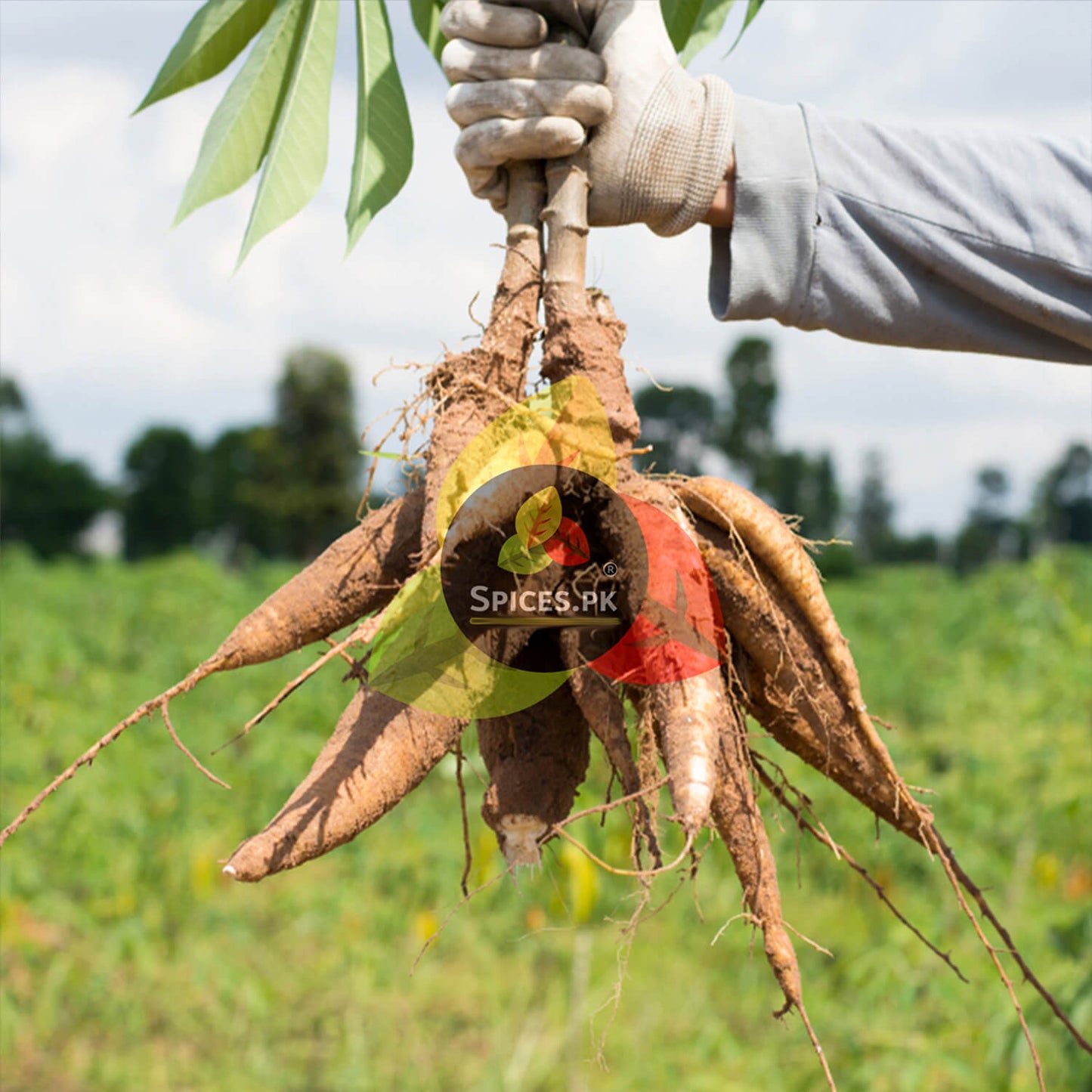 pices.pk Sago Dana jar displayed outdoors, emphasizing hand-sorted, clean, organic tapioca pearls with zero preservatives.Hand holding a cassava root with 'Spices PK' label against a green field background