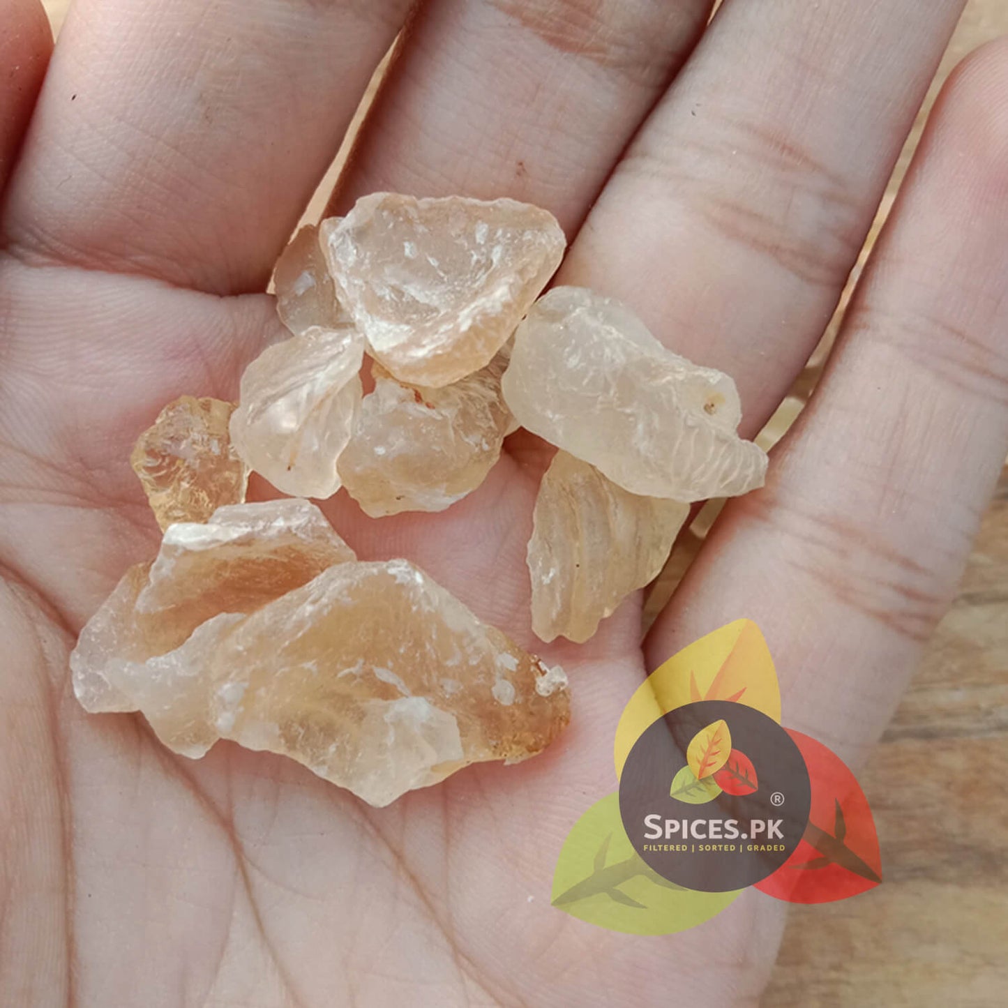 Close-up of authentic, natural Tragacanth Gum crystal pieces held in a hand to show size and quality.