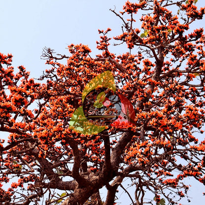 Vibrant orange flowers on a Palash tree, the botanical source of natural Kamarkas gum by Spices.pk.