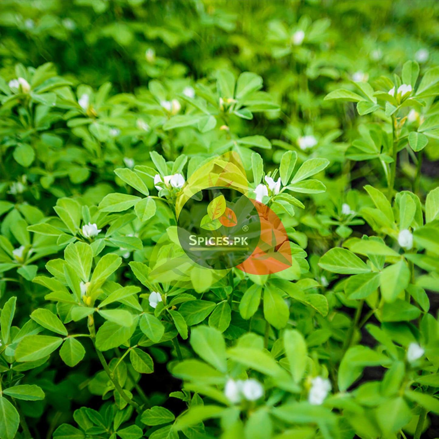 Close-up of green leaves with Spices.PK logo overlay.Lush green organic fenugreek crop with white flowers, sourced for manufacturing high-quality Spices.pk Kasuri Methi.