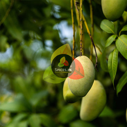 Fresh unripe green mangoes hanging from a tree branch used for making natural, premium sour khatai powder by Spices.pk.Mangoes hanging from a tree with 'Spices.Pk' logo.